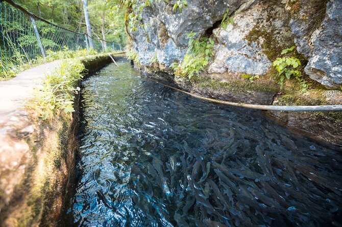 Day Trip from Belgrade: Gems of Eastern Serbia - Krupajsko Vrelo karst spring: quick color, quick photos, good legs