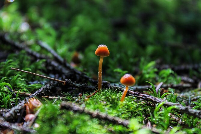 Full Day Trip from Belgrade: The Drina River House And Tara Park Tour - Weather reality: why a nature day can change