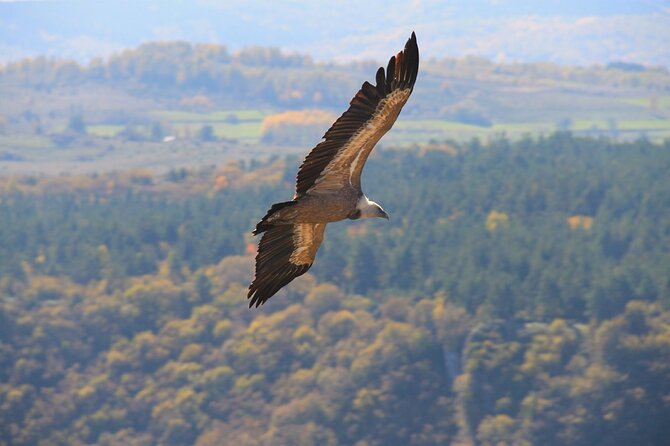 Full Day Trip from Belgrade: Uvac Nature Reserve Tour - Morning breaks at gas stations and Zlatar Lake (Kokin Brod)