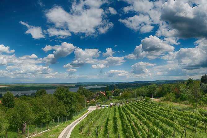 Natural wine tasting with great views - Host Kiri and the Organic Wine Story You’ll Actually Use