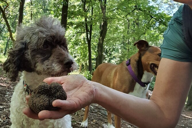 Private Guided Truffle Hunting Tour in Serbia with Lunch - Key highlights worth planning for