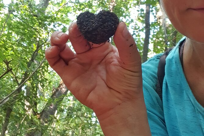 Private Guided Truffle Hunting Tour in Serbia with Lunch - Price and value: $173.64 for a private half-day that includes real food